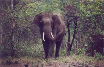 Famous Sights TajMahal